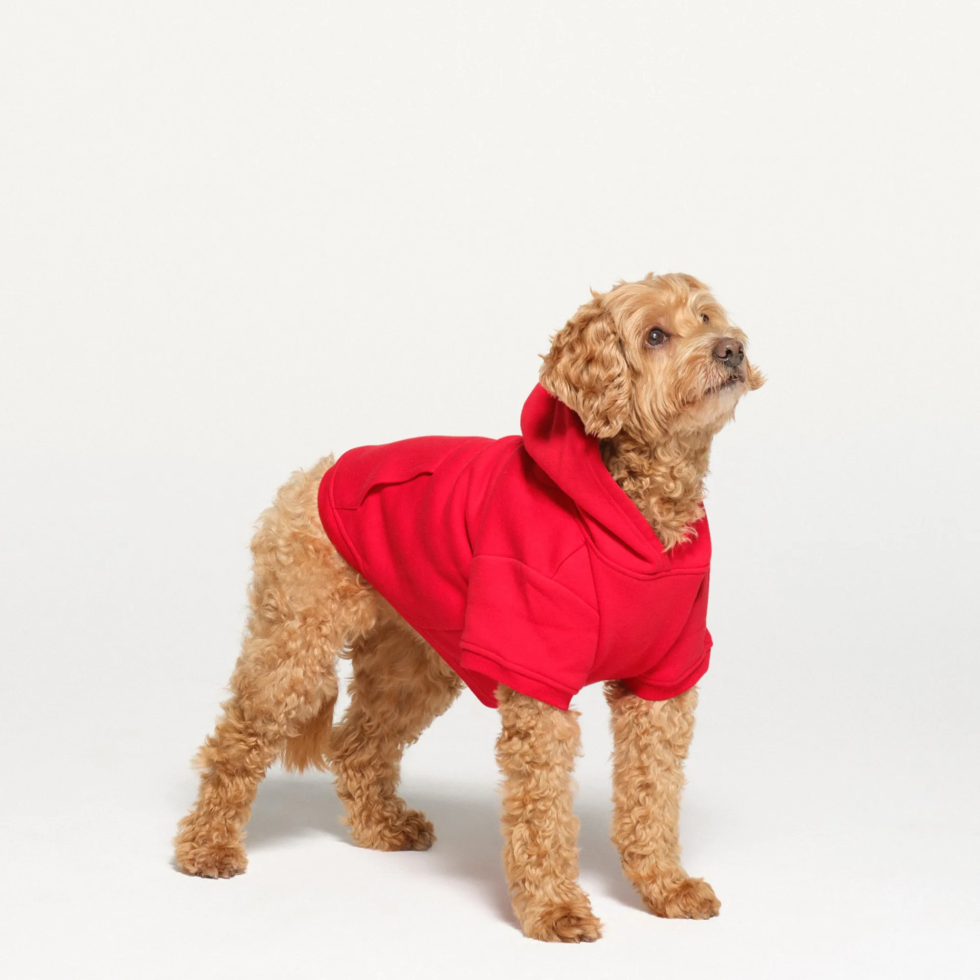 COTTON FLEECE PET HOODIE |-Skims Best